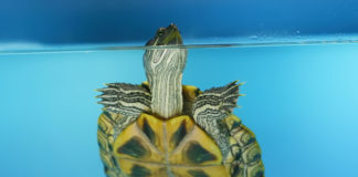 Come costruire una tartarughiera 1162 0 Come costruire una tartarughiera